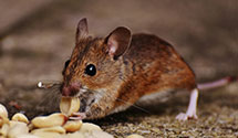 24 Hour & Emergency Exterminators in South Boston, MA